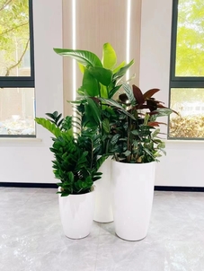 鄞州绿化修剪专业出击，开启绿色新篇章